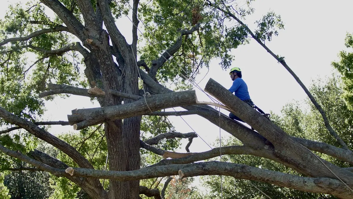 Professional Crown Thinning performed by certified arborists in New Geneva