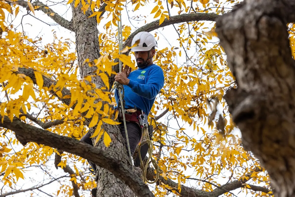 Skilled Tree Trimming crew working in New Geneva