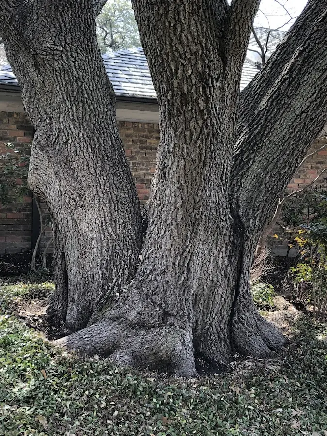 Mature heritage tree close to a New Geneva property cared for by certified arborists